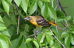 Baltimore Oriole